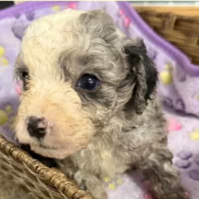 Lincoln - Aussiedoodle Male