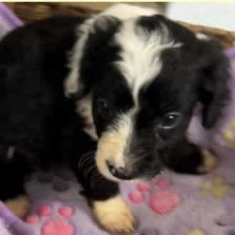 Lewis - Aussiedoodle Male