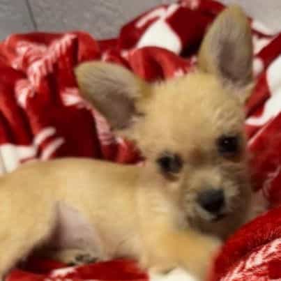 Milly - Malchi Female