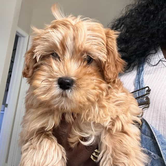 Fairy  - Goldendoodle Female