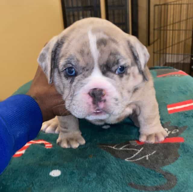 Bailey  - American Bully Female