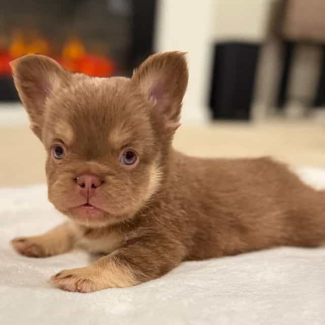 GiGi - French Bulldog Female