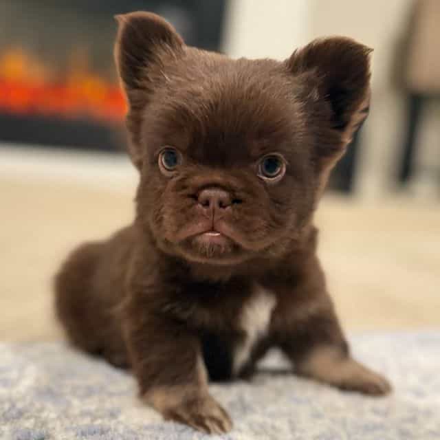 Charlie "Brown" - French Bulldog Male