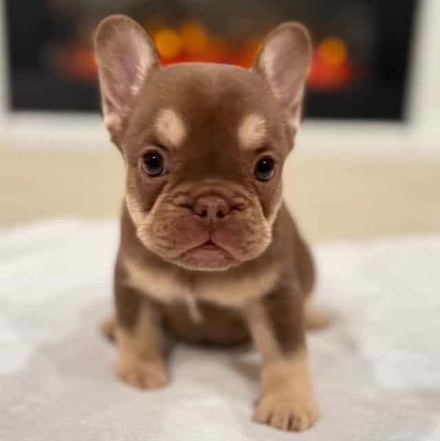 Pearl - French Bulldog Female