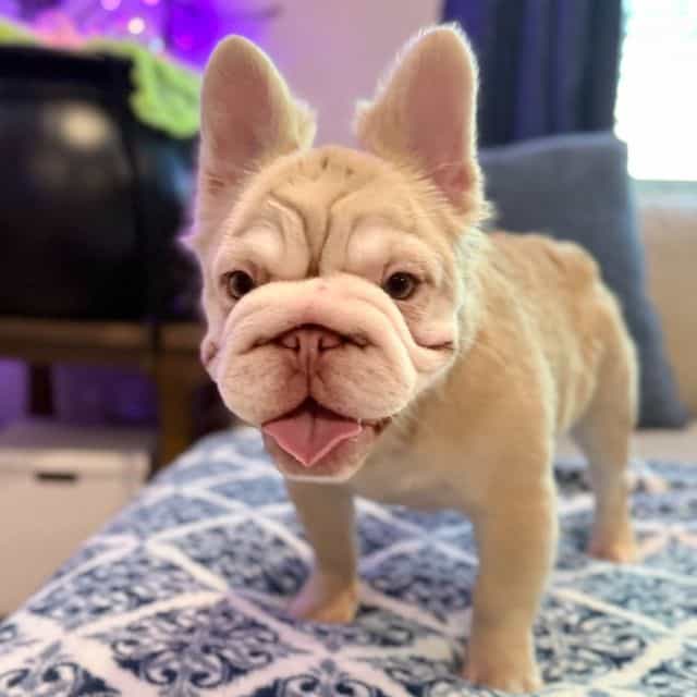 Nova - French Bulldog Female