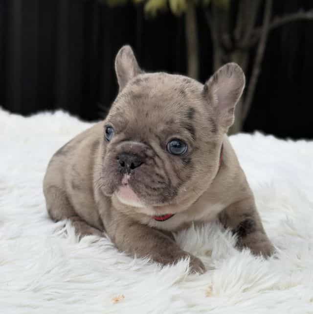 ARLO - French Bulldog Male