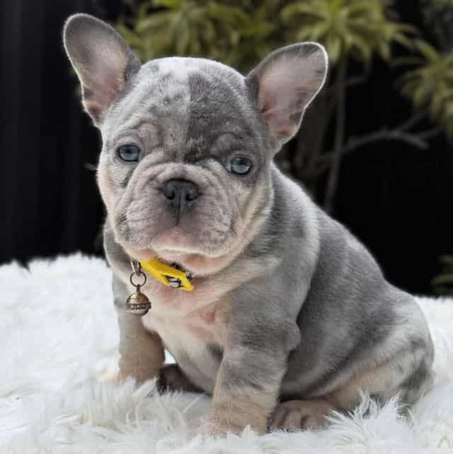 ANNIE - French Bulldog Female