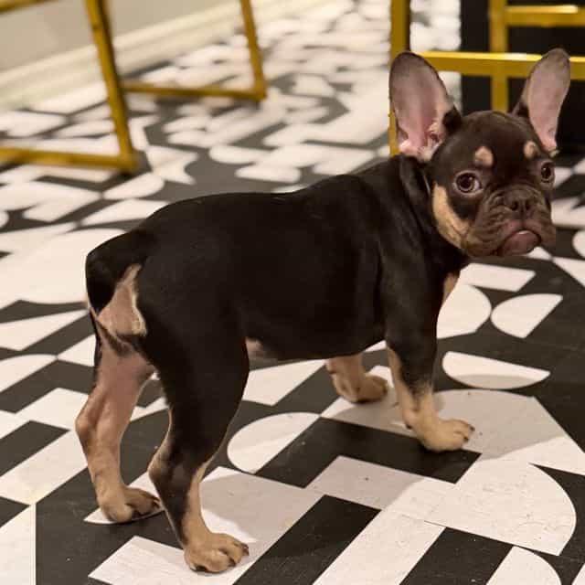 Squirt - French Bulldog Female