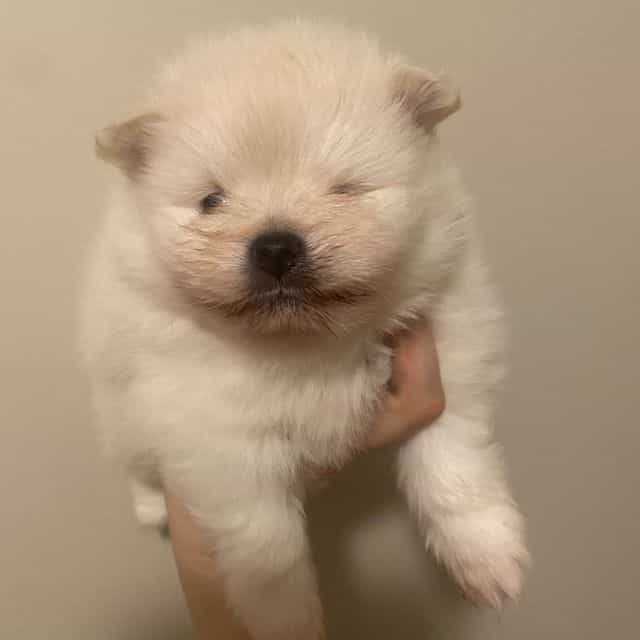 Ghost  - Pomeranian Male