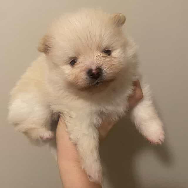 Winter - Pomeranian Male