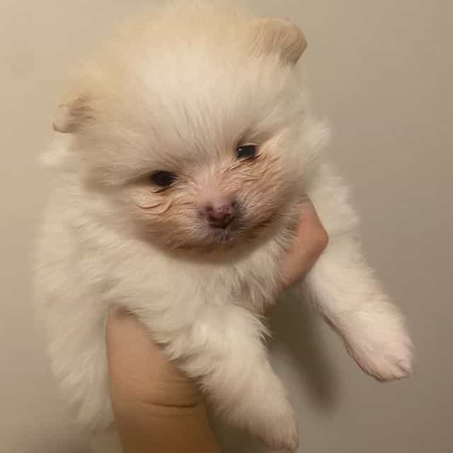 Windsor - Pomeranian Male