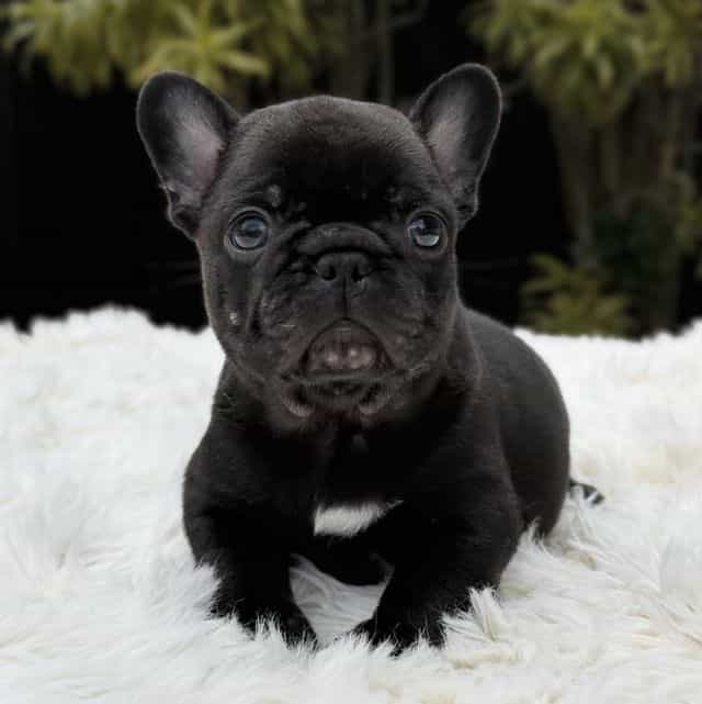 ARTHUR - French Bulldog Male