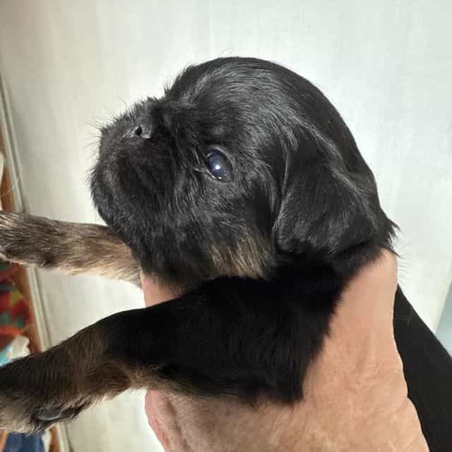 Chandler - Brussels Griffon Male