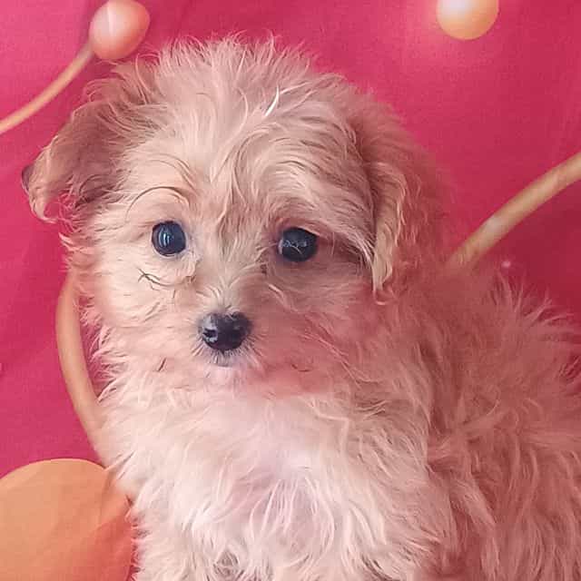 Marley - Morkie Female