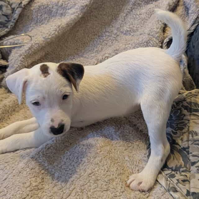 Panky - Jack Russell Terrier Male