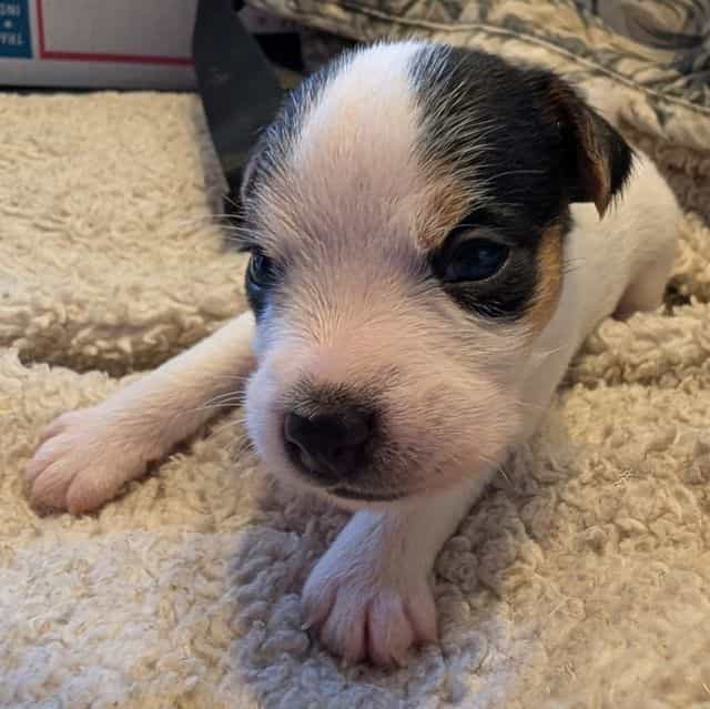 Mona - Jack Russell Terrier Female