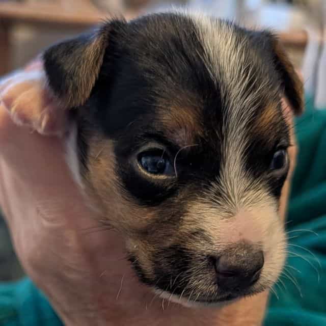 Lucy - Jack Russell Terrier Female