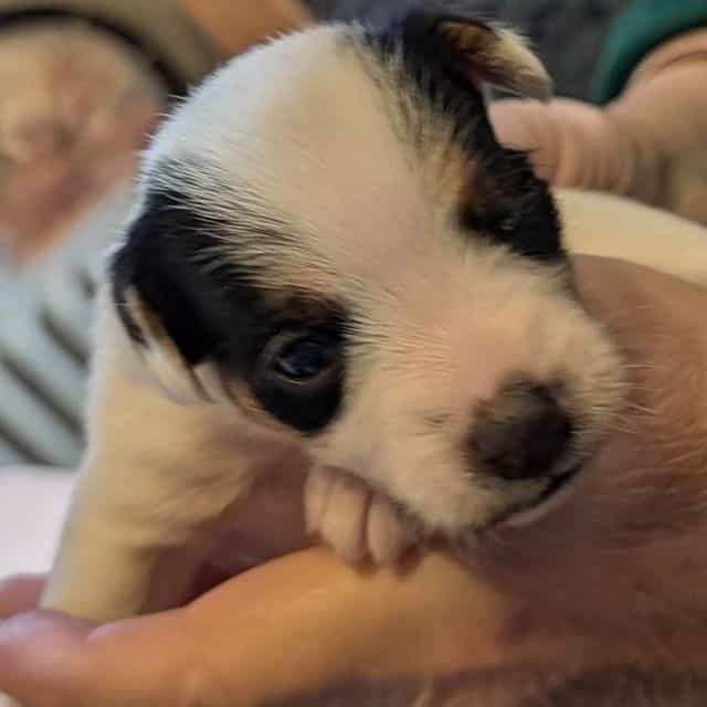 Samantha - Jack Russell Terrier Male