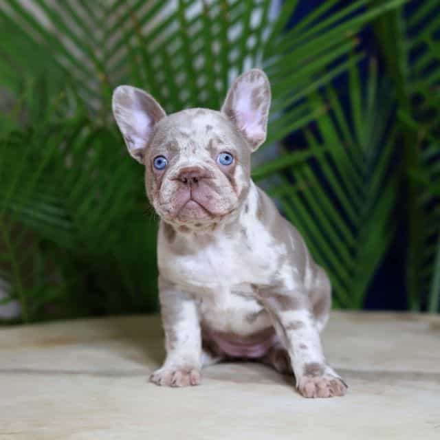 Milena - French Bulldog Female