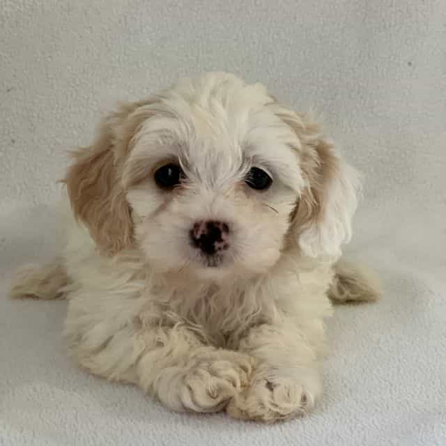 Pearl - Shih-Poo Female