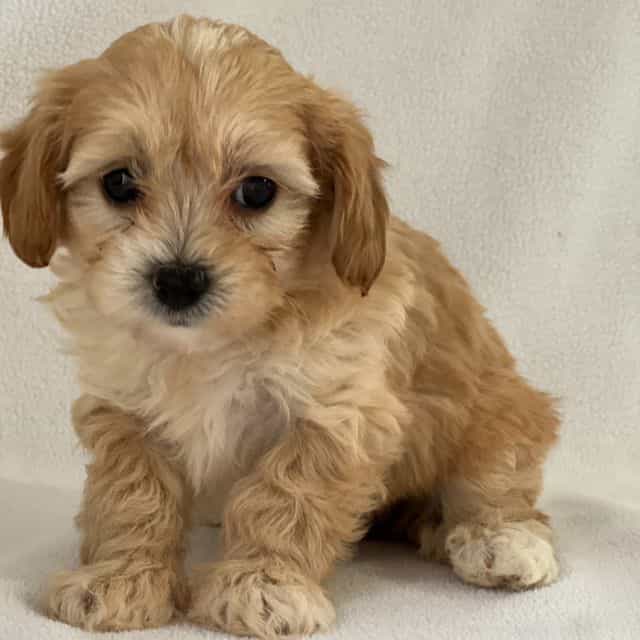 Paris - Shih-Poo Female