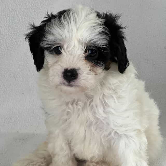 Patricia - Shih-Poo Female