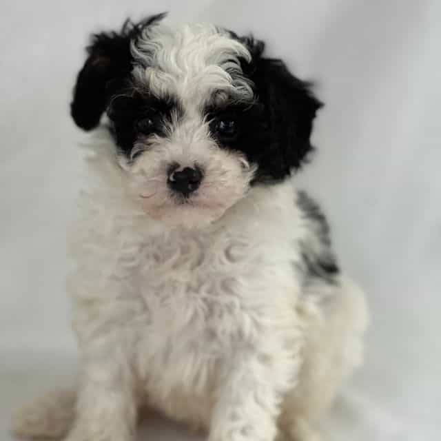 Paul - Shih-Poo Male