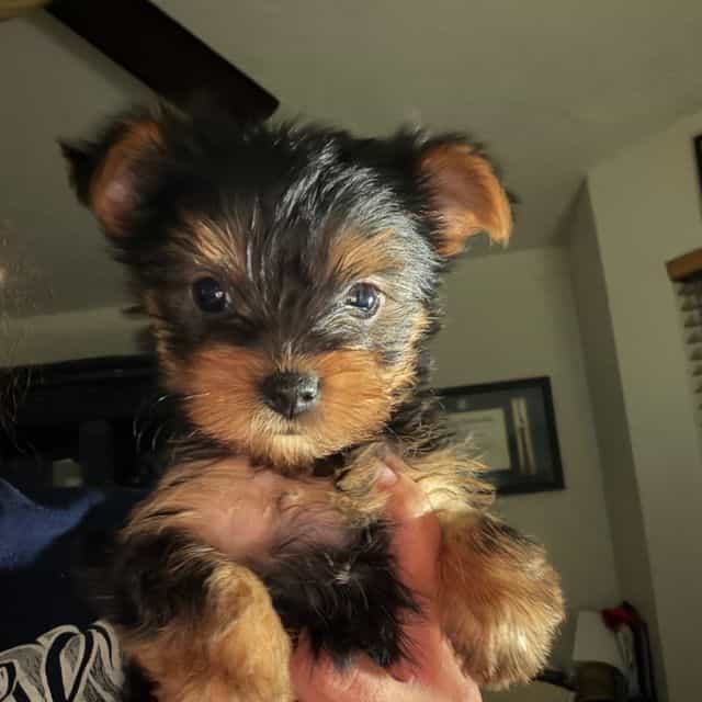 Mistletoe - Yorkshire Terrier Female