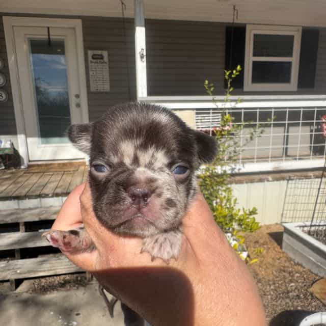 Coco - French Bulldog Female