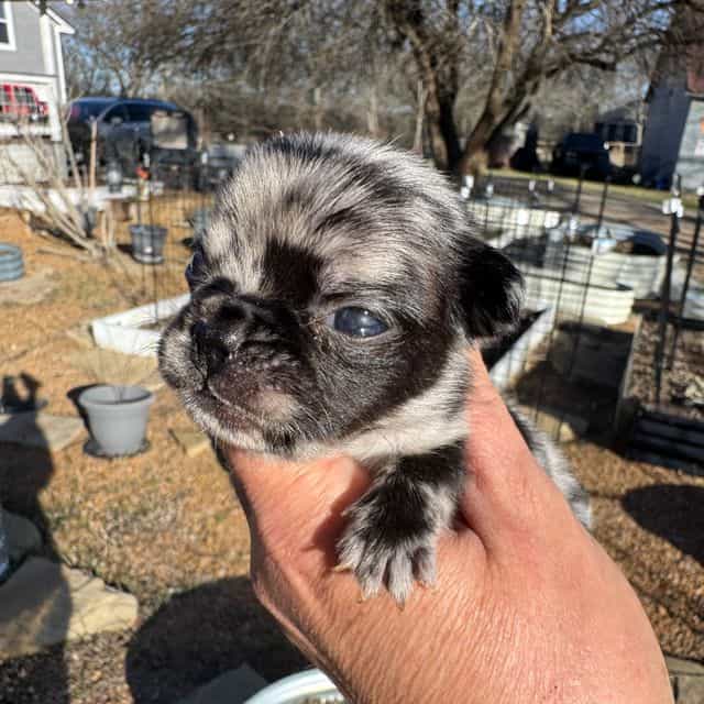 Tweed - French Bulldog Female