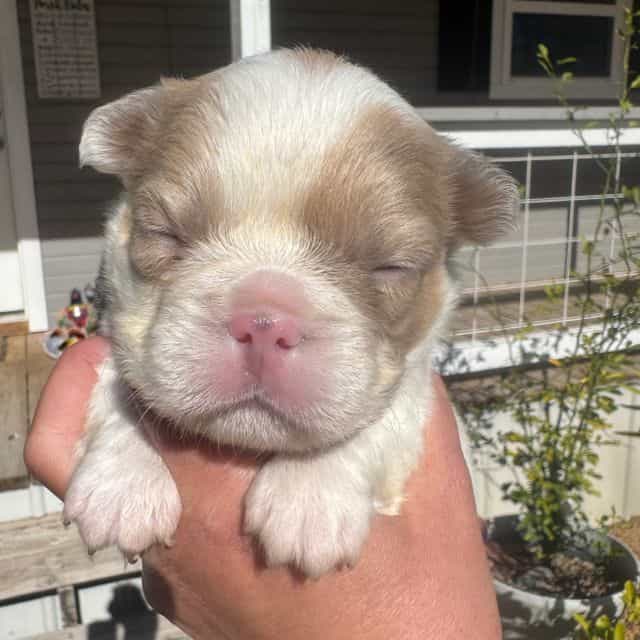 Spot - French Bulldog Male