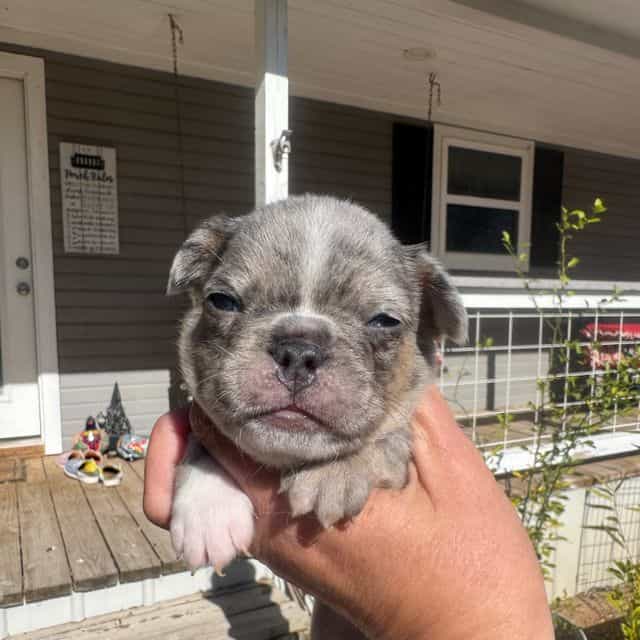 Patch - French Bulldog Male