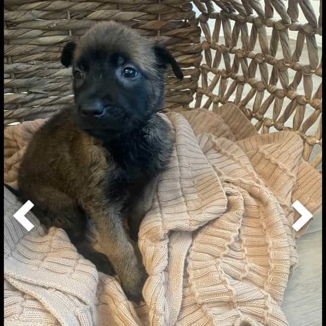 Purple - Belgian Malinois Female