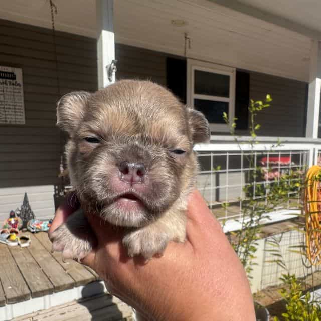 Fawn - French Bulldog Male