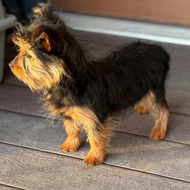 Katrina  - Silky Terrier Female