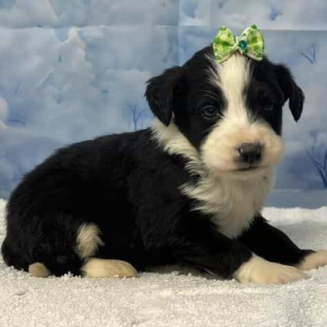 Bianca - Bernedoodle Female