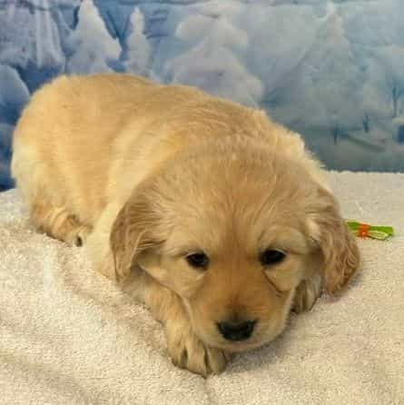 Maive - Goldendoodle Female