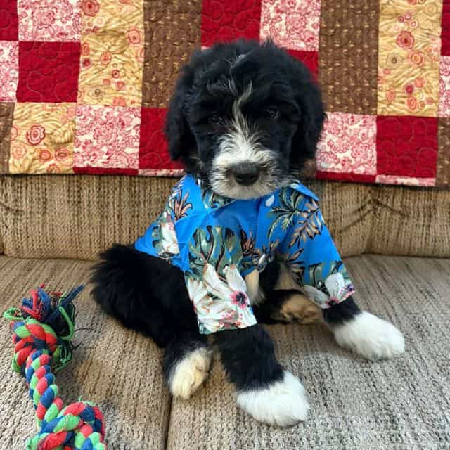Kristoff-mini - Sheepadoodle Female