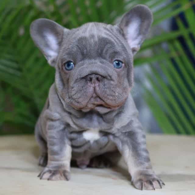 Milo - French Bulldog Male