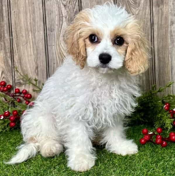 Chloe - Cavapoo Female