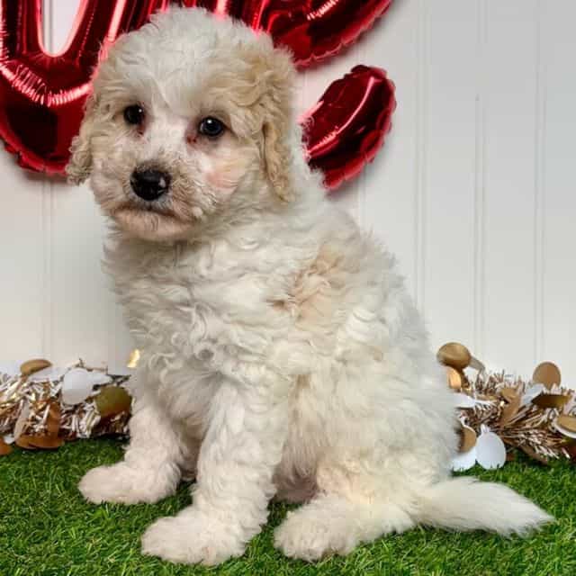 George - Toy Poodle Male