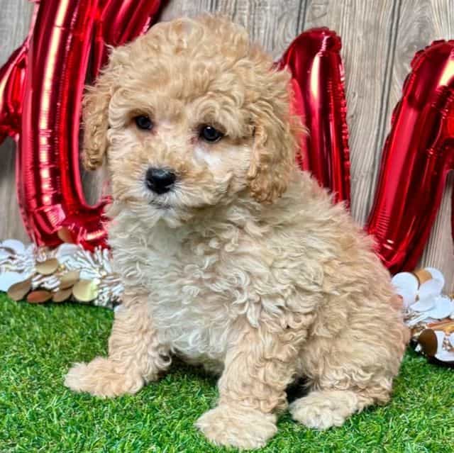 Georgia - Toy Poodle Female