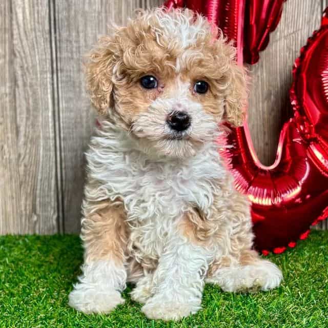 Gina - Toy Poodle Female