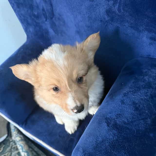 Sherman - Pembroke Welsh Corgi Male