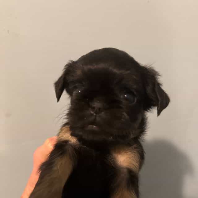 Caroline - Brussels Griffon Female