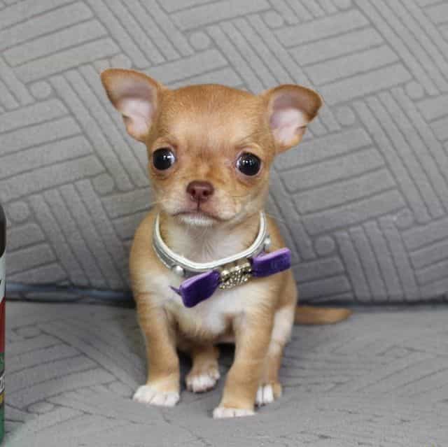 Stella - Chihuahua Female