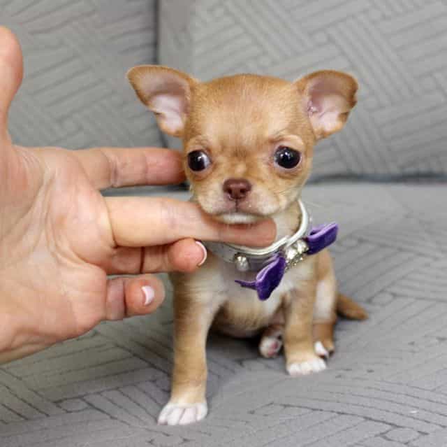 Sophia - Chihuahua Female