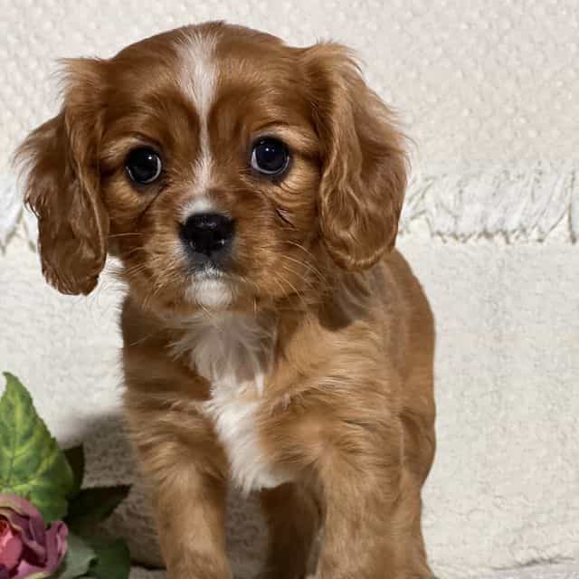 Vanessa - Cavalier King Charles Spaniel Female