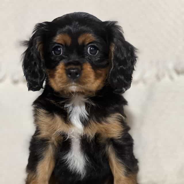 Vince - Cavalier King Charles Spaniel Male