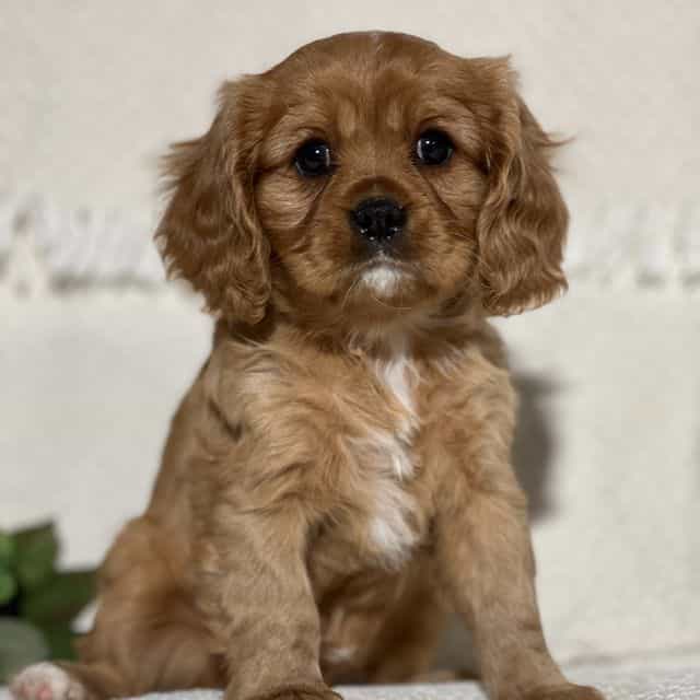 Von - Cavalier King Charles Spaniel Male
